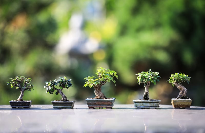 Indoor Plants