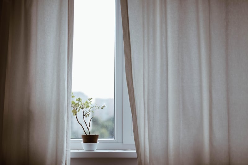 Indoor Plant Collection